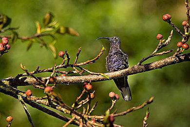 《地平线：西之绝境》开发者新博文介绍机器设计
